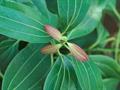 tejpat، tejapatta, Malabar leaf, Indian bark, Indian cassia, malabathrum